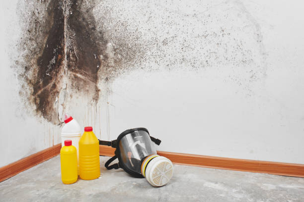 Attic Mold Removal in Onarga, IL