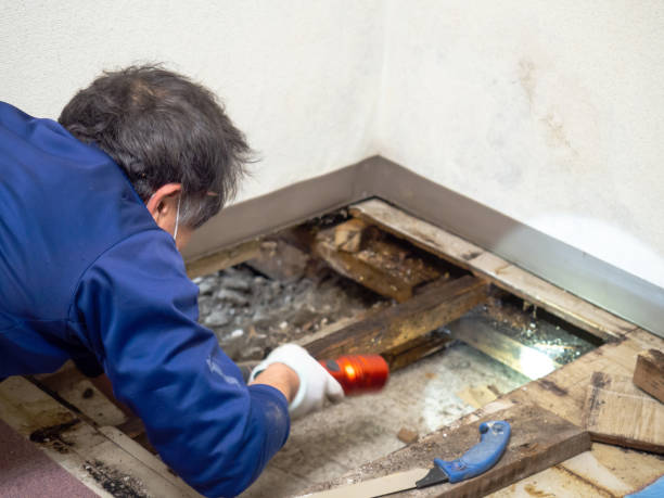Best Local Mold Removal Service  in Onarga, IL