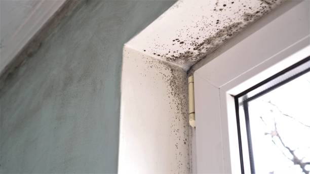 Best Mold Inspection  in Onarga, IL
