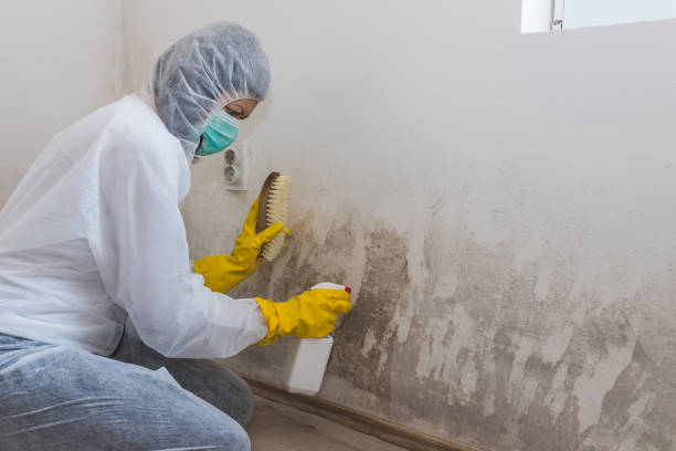 Best Attic Mold Removal  in Onarga, IL
