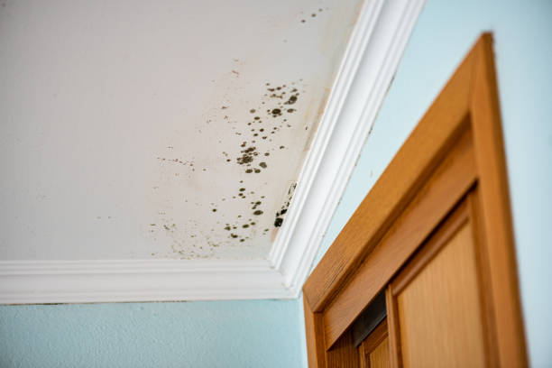 Best Fast Mold Removal  in Onarga, IL