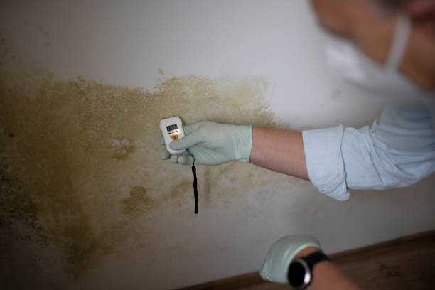 Best Mold Damage Repair  in Onarga, IL