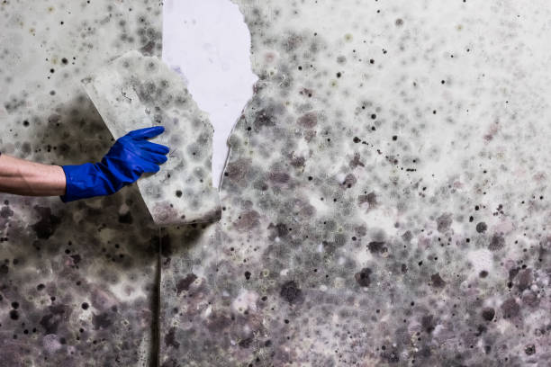 Best Residential Mold Removal  in Onarga, IL