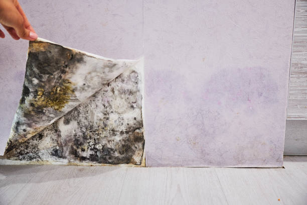 Best Crawl Space Mold Removal  in Onarga, IL